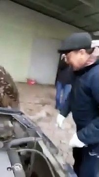 Cette autruche insiste à aider l'homme avec la réparation de sa voiture et c'est hilarant !