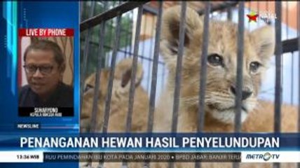 Bayi Singa dan Macan Tutul Selundupan dalam Kondisi Sehat