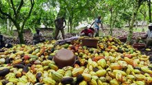 NCI REPORTAGE du vendredi 13 décembre 2019 - CACAO ÉQUITABLE