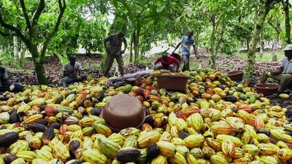 NCI REPORTAGE du vendredi 13 décembre 2019 - CACAO ÉQUITABLE