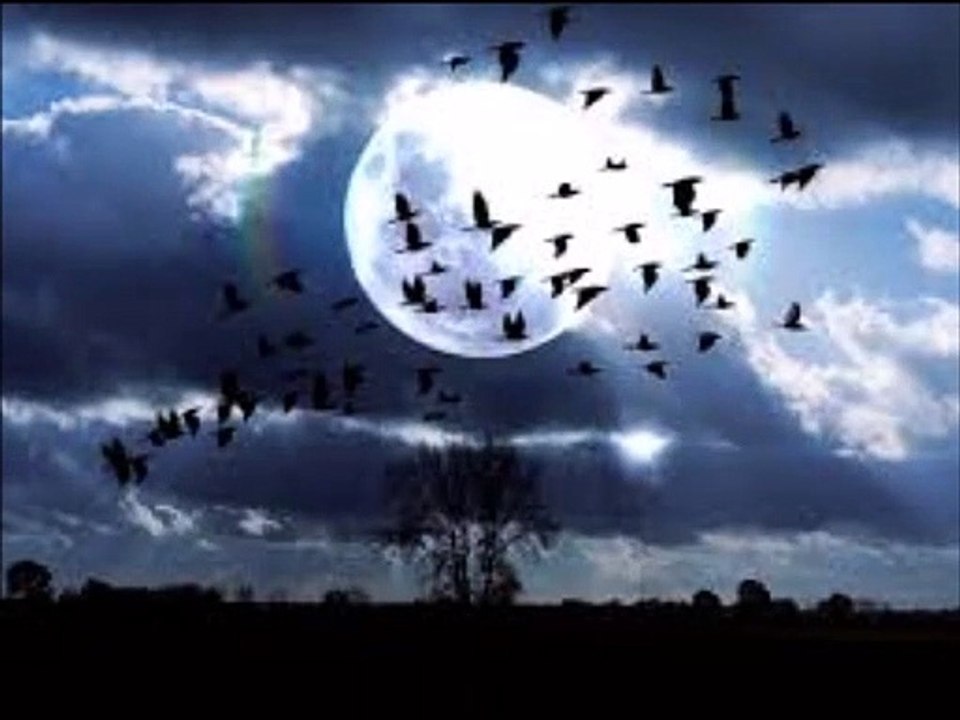 When Birds fly in Moonlight