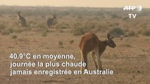 Record de chaleur en Australie: 40,9°C mardi, journée la plus chaude jamais mesurée