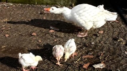 Anneleri telef olan civcivlere kaz, annelik yapıyor