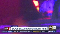 Dogs at Phoenix boarding kennels escape fire
