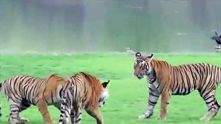 Rencontre entre 3 tigres... Impressionnant