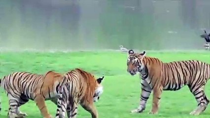 Rencontre entre 3 tigres... Impressionnant