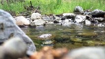 Musica para DORMIR ! Agua del Arroyo ! Cascada de los Duendes Bariloche Argentina Patagonia