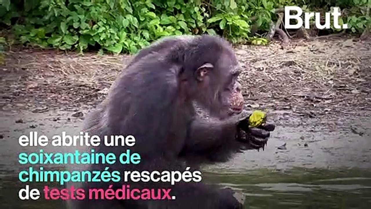 Quelle est l'histoire qui se cache derrière "l'île aux singes" ?