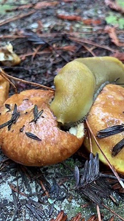 Une énorme limace mange un  morceau de pain