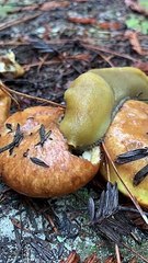 Une énorme limace mange un  morceau de pain