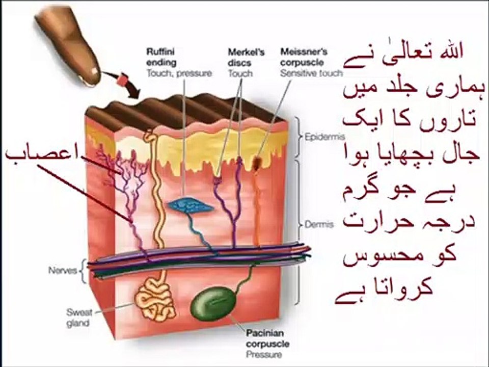 Basic math in Urdu for kids grade 5, L 62, Temperature