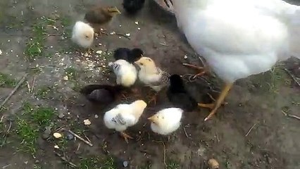 anne gurk tavukla yavru civcivler gurktavukla civcivleri beslerken sesleri