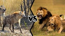 Así emboscan los feroces leones a una hiena despistada