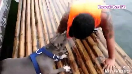 Animals helping humans