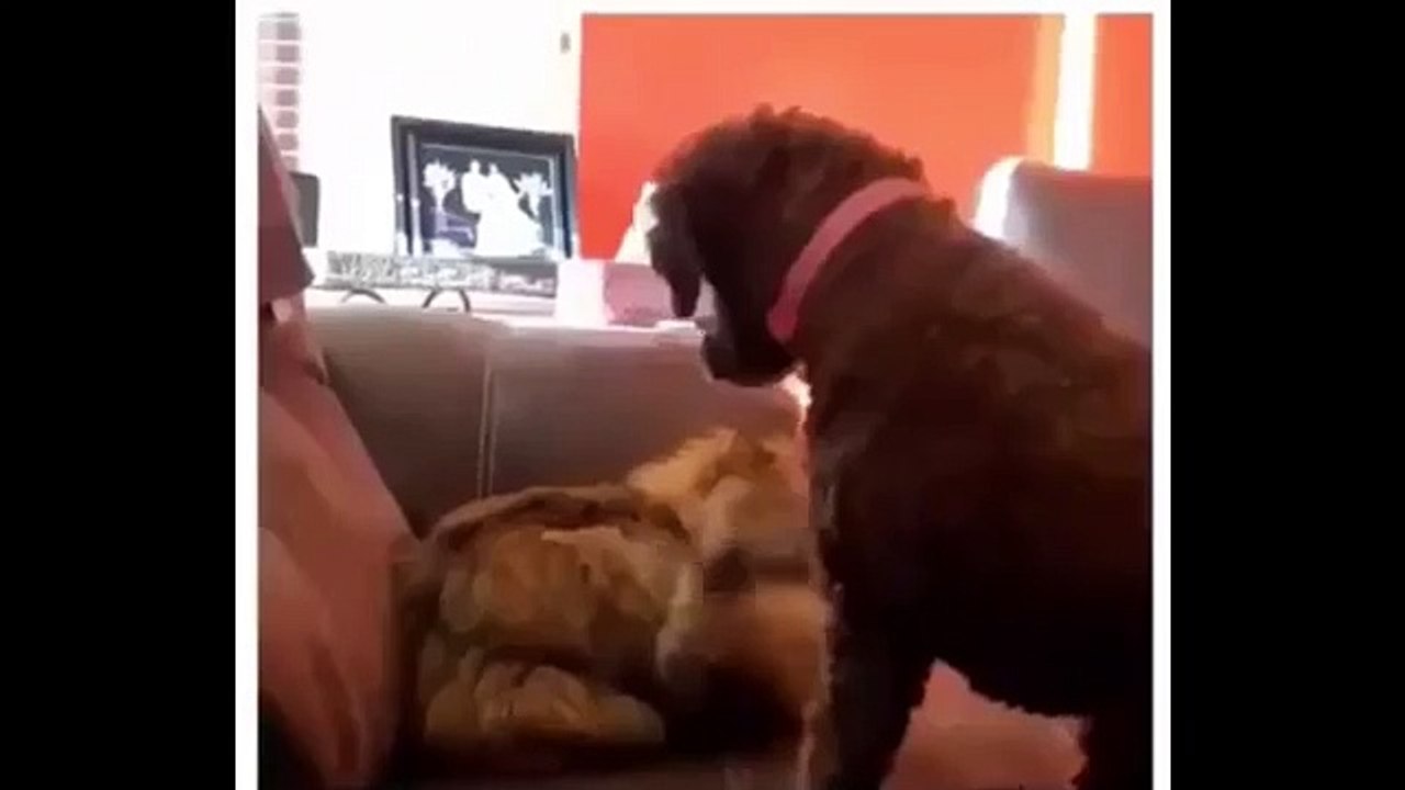 Animals trying to get into the circle of people