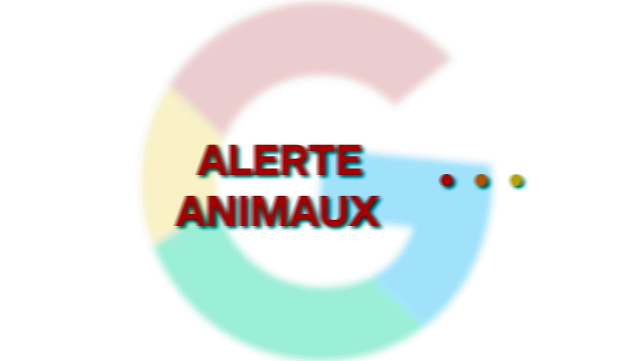 Ils mettent un chaton au micro-ondes, la SPA de Dunkerque réagit et porte plainte !