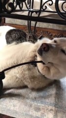 Ce chaton trouve ce chien très confortable