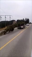 Ce sapin de Noël est géant