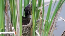 When Parents Are Away, These Baby Birds Go Quiet To Avoid Predator Detection