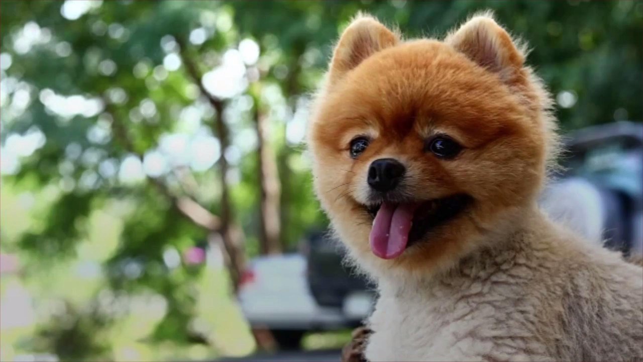 How Many Teeth Do Dogs Have?