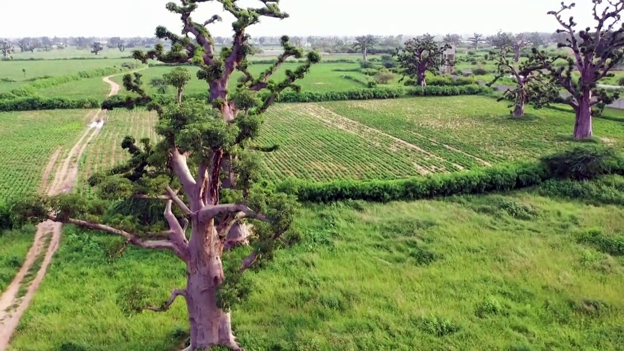 Au Sénégal, les baobabs ploient sous la pression des cimentiers