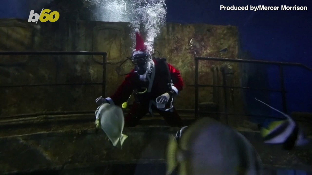 Watch This Scuba-Diving Santa Feed Fish & Shark At Malta's National Aquarium!