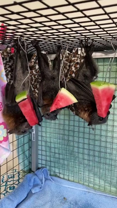 Bats Munching on Melon