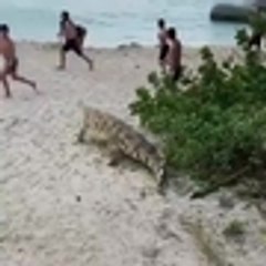 Caimán en el Parque Tayrona