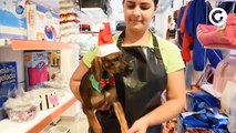 Ensaio de Natal com cachorros abandonados no ES quer estimular a adoção