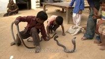 Ces enfants indiens jouent avec des cobras comme si c'était de simples chiens