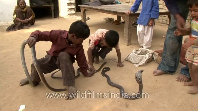 Ces enfants indiens jouent avec des cobras comme si c'était de simples chiens
