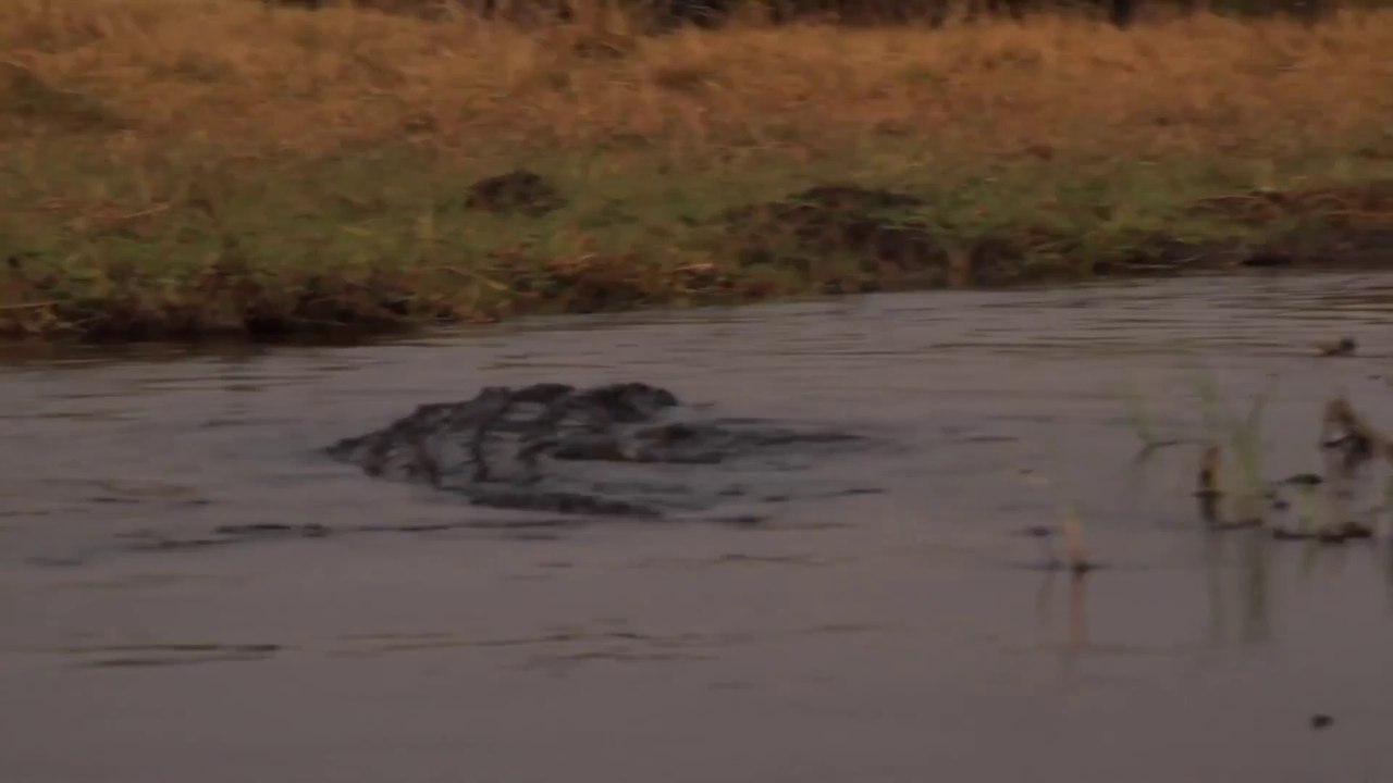 Ces deux touristes en kayak se font pourchasser par un crocodile... terrifiant