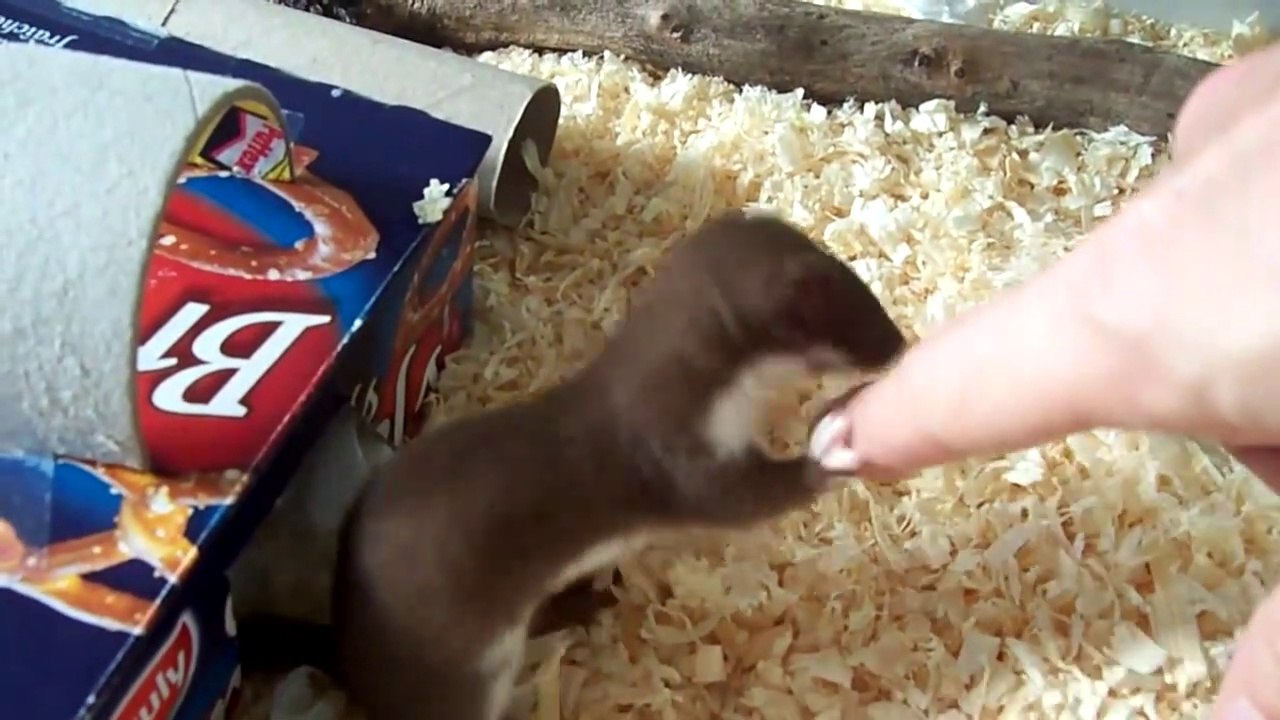 Quoi de plus mignon que ce bébé belette