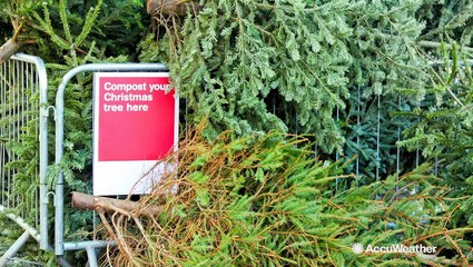 Different ways to recycle your Christmas tree