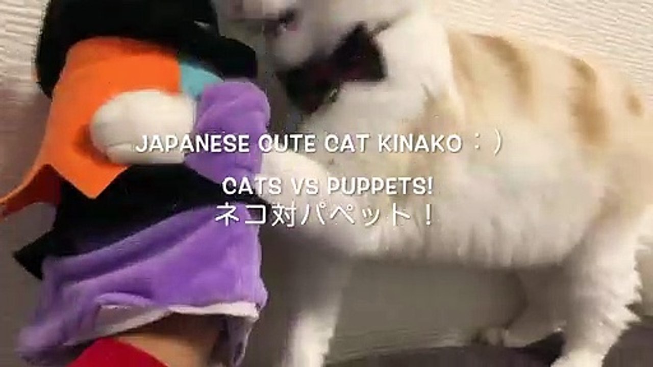 fighting cats and puppets!