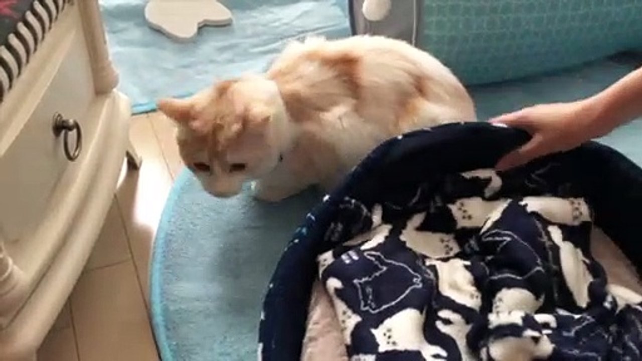 Cat and stove.