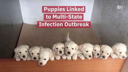 These Puppies Are Getting People Sick