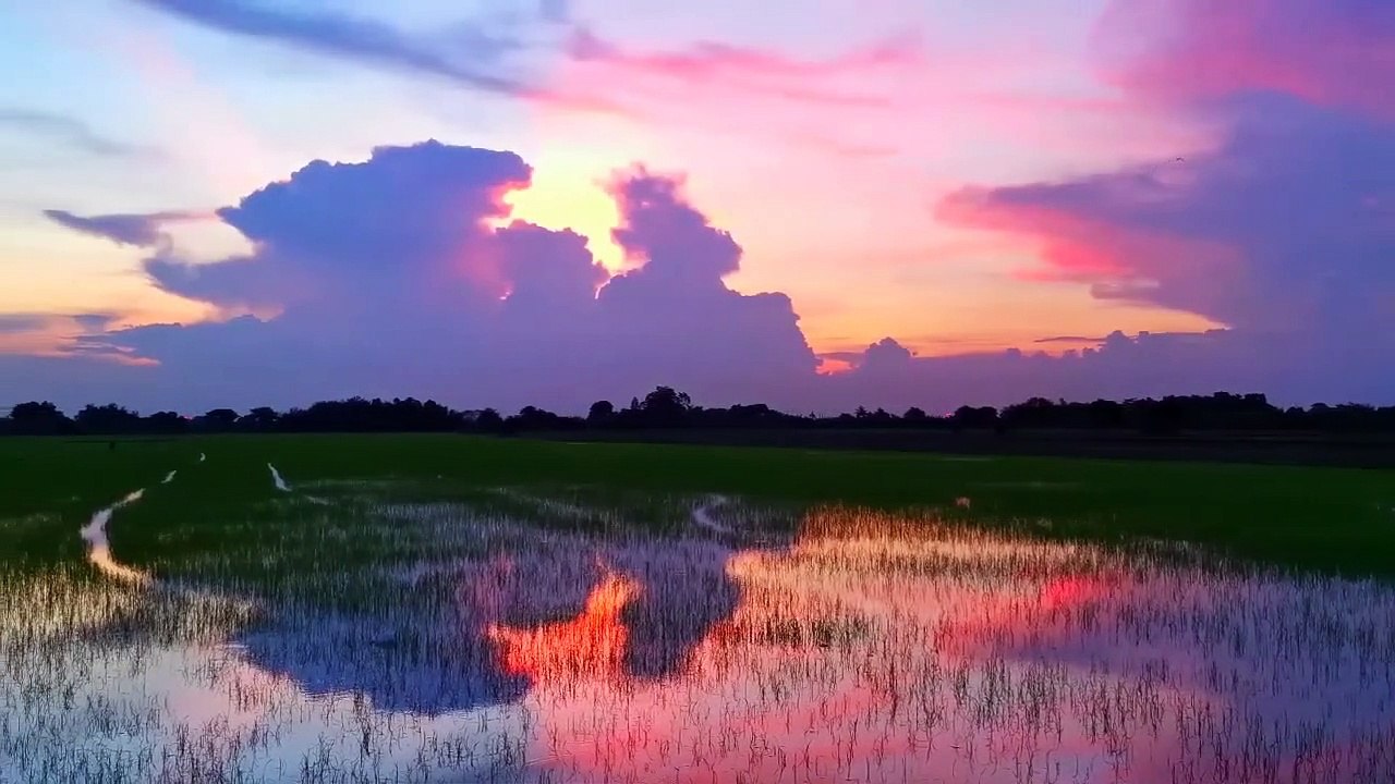 RICE FIELD EVENING - Relaxing Asian nature - Help to sleep - Asia , Indonesia , Vietnam , China paddy rizière Reisfeld حقل الأرز 稻田 논 campo de arroz 水田 arrozal рисовое поле धान के खेत sawah padi นาข้าว ruộng lúa risaia sawah rijstveld Çeltik tarlası  asmr