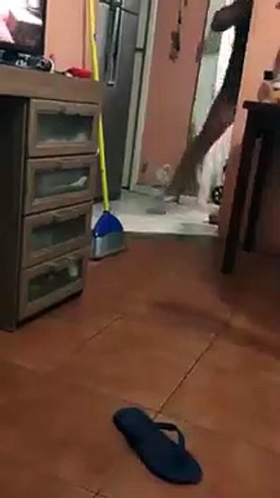 Cuando te asusta un ratón