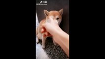 Tik Tok Puppies  Cute and Funny Dog Videos Compilation 2020