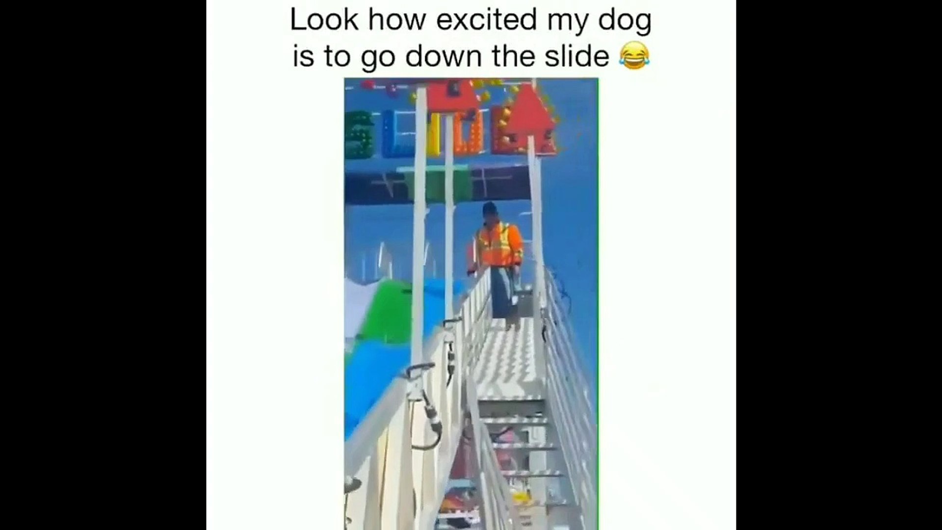 ⁣Pets Beautiful Home Funny Amazing Clips || Pets are Family || Funny Animals video Cilps best