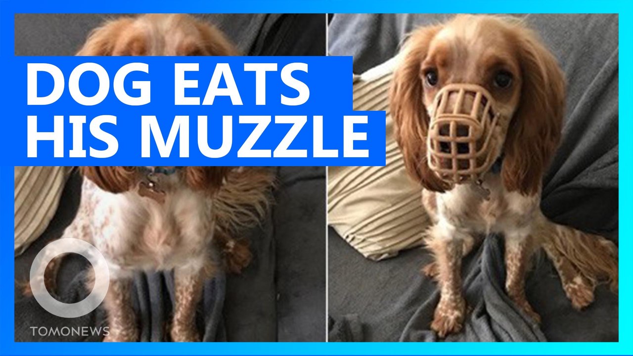 Dog keeps eating everything in site, including his own muzzle video Dailymotion