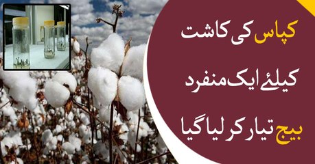 Unique seed prepared for cotton production