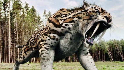 Saber-Tooth Tiger -Prehistoric Predator - Full Documentary