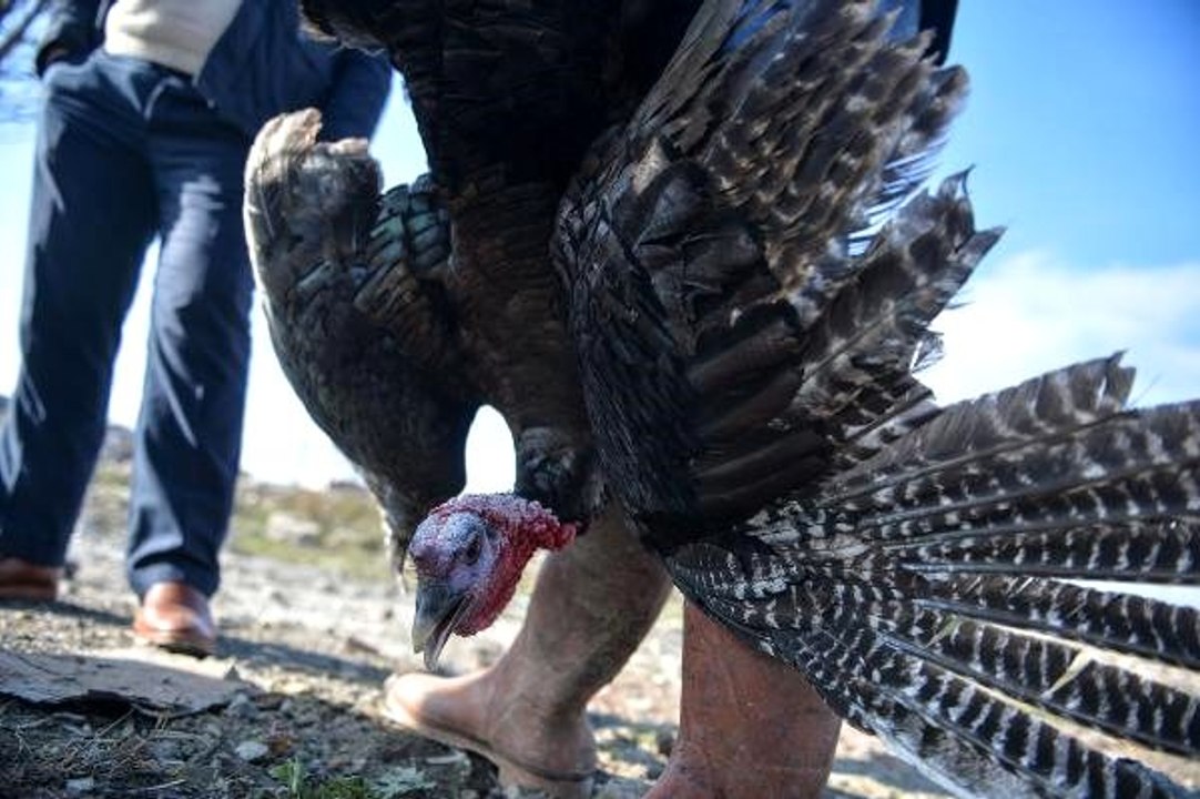 Yeni yıla yaklaşırken hindi satışları başladı! Tanesi 100 ile 240 lira arasında