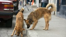 Estos 2 perros salvan a una mujer de ser asaltada por un delincuente armado