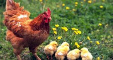 Kalp cerrahından gezen tavuklarla ilgili ezber bozan sözler: Hastalık bulaşabilir