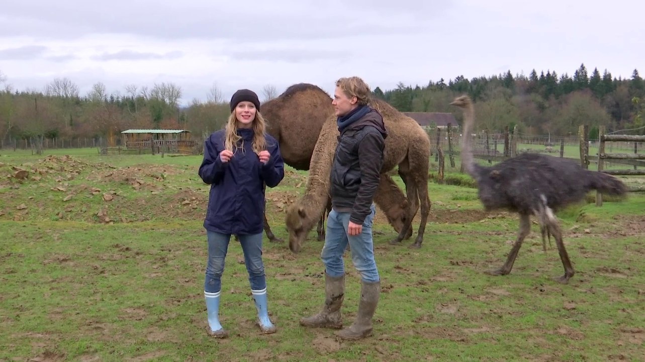 LE NOEL DES ANIMAUX !