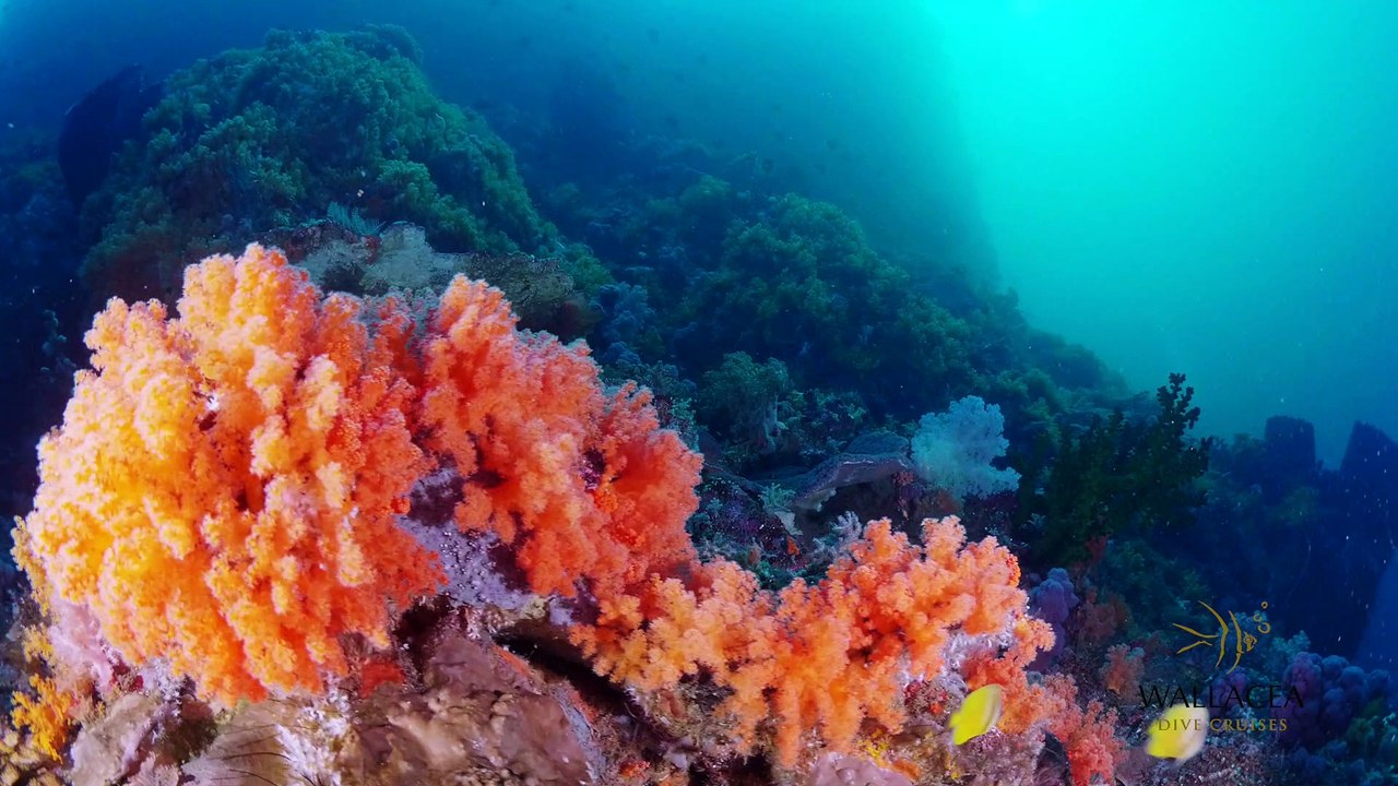 Banda Sea on the MSY Seahorse