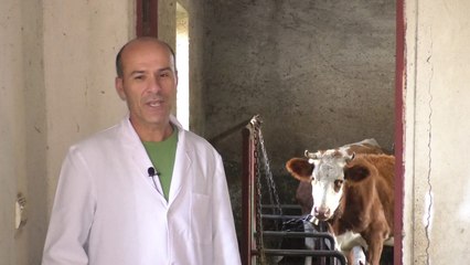 Vaksinohen rreth 1000 gjedhë kundër sëmundjes gungore-Lajme